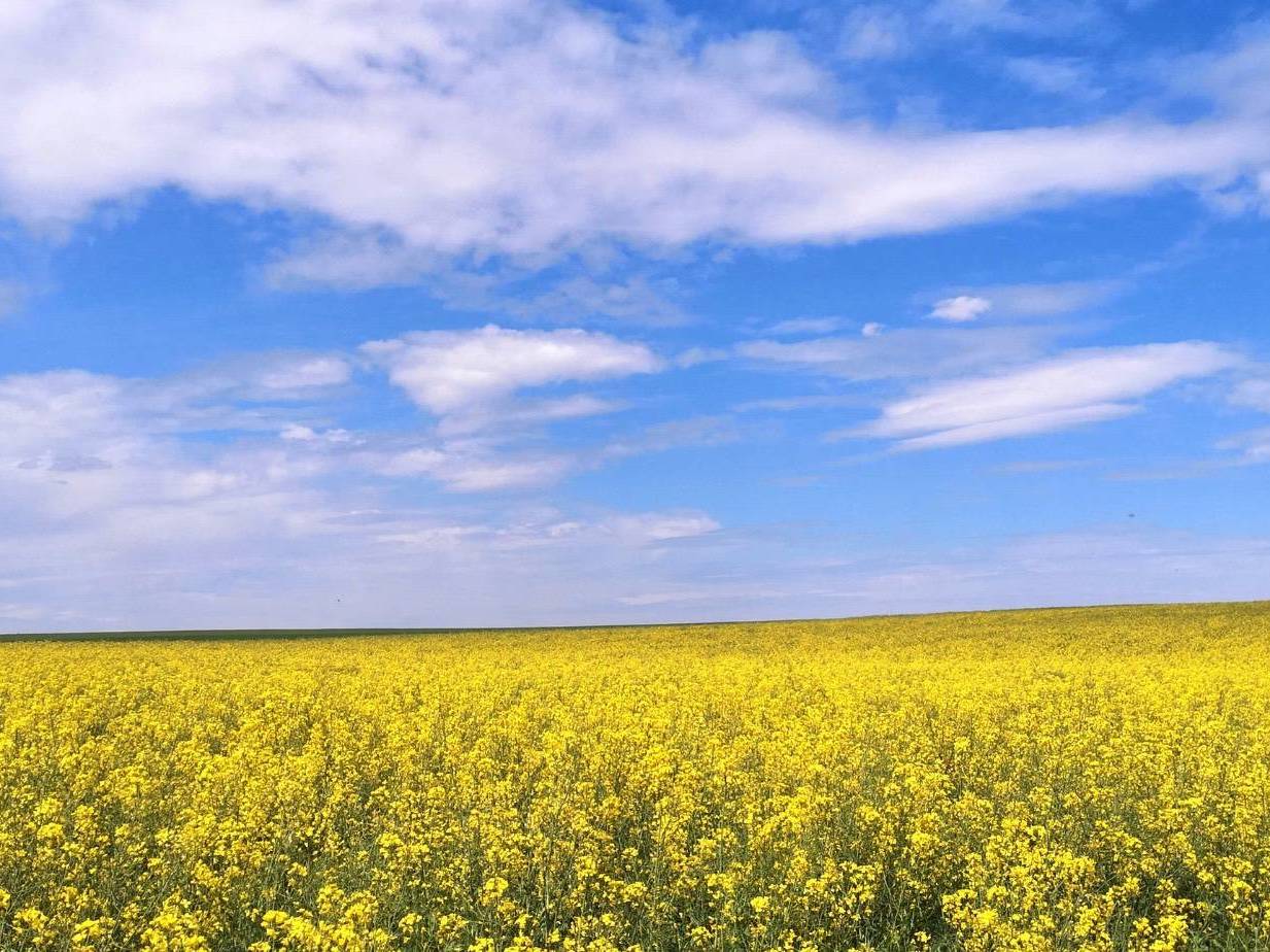 Oekraïne – project: JobsforUkraine